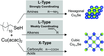 Graphical abstract: Alkyl selenol reactivity with common solvents and ligands: influences on phase control in nanocrystal synthesis