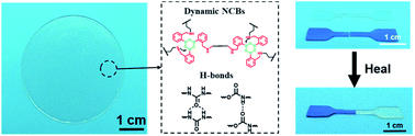 Graphical abstract: Room-temperature healable, recyclable and mechanically super-strong poly(urea-urethane)s cross-linked with nitrogen-coordinated boroxines