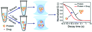 Graphical abstract: A study of protein–drug interaction based on solvent-induced protein aggregation by fluorescence correlation spectroscopy