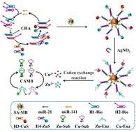 Graphical abstract: Metal sulfide nanoparticle-based dual barcode-triggered DNAzyme cascade for multiplex miRNA detection in a single assay