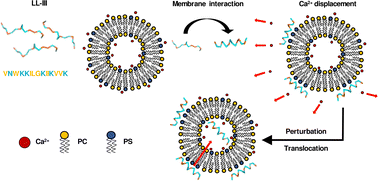 Graphical abstract: The anticancer peptide LL-III alters the physico-chemical properties of a model tumor membrane promoting lipid bilayer permeabilization