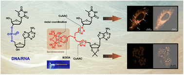 Graphical abstract: Replacement of the phosphodiester backbone between canonical nucleosides with a dirhenium carbonyl “click” linker—a new class of luminescent organometallic dinucleoside phosphate mimics
