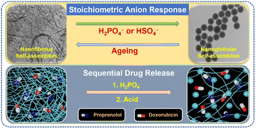 Graphical abstract: Anion-responsive self-assembled hydrogels of a phenylalanine–TREN conjugate allow sequential release of propranolol and doxorubicin