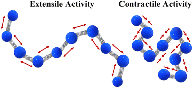 Graphical abstract: A polymer chain with dipolar active forces in connection to spatial organization of chromatin