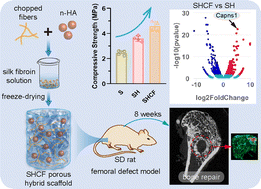 Graphical abstract: Chopped fibers and nano-hydroxyapatite enhanced silk fibroin porous hybrid scaffolds for bone augmentation