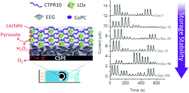 Graphical abstract: Protein-based (bio)materials: a way toward high-performance graphene enzymatic biosensors