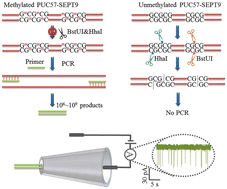 Graphical abstract: A nanopore counter for highly sensitive evaluation of DNA methylation and its application in in vitro diagnostics
