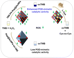 Graphical abstract: Enhancing the catalytic performance of MOF-polymer@AuNP-based nanozymes for colorimetric detection of serum l-cysteine