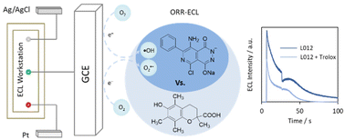 Graphical abstract: Cathodic electrochemiluminescence of L012 and its application in antioxidant detection