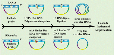 Graphical abstract: Double blocking gap-filling-ligation coupled with cascade isothermal amplification for ultrasensitive quantification of N6-methyladenosine
