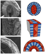 Graphical abstract: Departmental characterization of structural and mechanical properties of crossed lamellae of a gastropod Murex pecten