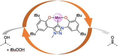 Graphical abstract: Manganese(iii) complexes stabilized with N-heterocyclic carbene ligands for alcohol oxidation catalysis