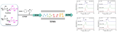 Graphical abstract: Rapid quantification of disaccharide isomers by derivatization in combination with ion mobility spectrometry in beer and milk