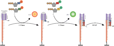 Graphical abstract: A correctable decoding DNA sequencing with high accuracy and high throughput