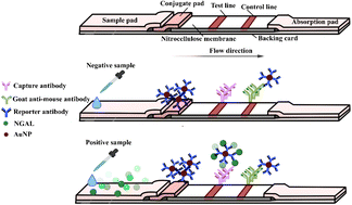 Graphical abstract: Development of gold nanoparticle-based lateral-flow strips for NGAL protein detection in urine samples