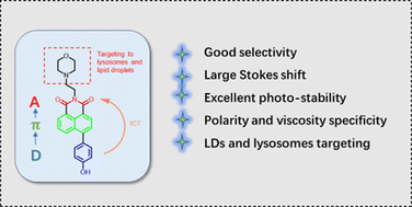 Graphical abstract: A polar viscosity-sensitive fluorescent probe with large Stokes shifts for simultaneous imaging of lipid droplets and lysosomes in tobacco leaf vein cells and biological systems