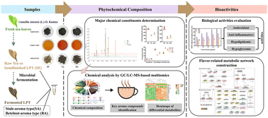 Graphical abstract: Characterisation of the phytochemical and bioactivity profiles of raw tea, stale-aroma, and betelnut-aroma type of Liupao tea through GC/LC-MS-based metabolomics