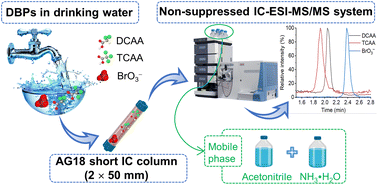 Graphical abstract: Non-suppressed ion chromatography-tandem electrospray mass spectrometry using a short column for simultaneous analysis of dichloroacetic acid, trichloroacetic acid, and bromate: aqueous ammonia as the eluent additive