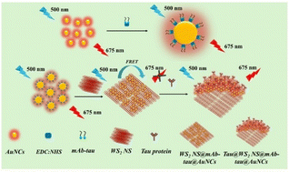 Graphical abstract: Tungsten disulphide nanosheet modulated fluorescent gold nanocluster immunoprobe for the detection of tau peptide: Alzheimer's disease biomarker