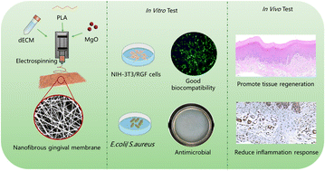Graphical abstract: Development of MgO-loaded PLA/dECM antibacterial nanofibrous membranes for enhanced gingival regeneration