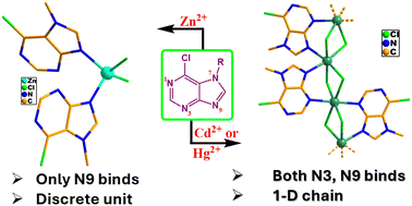 Graphical abstract: Crystallographic insight into the binding modes of group 12 metal cations with N7-alkylated purines