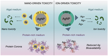 Graphical abstract: Capping drives the behavior, dissolution and (eco)toxicity of silver nanoparticles towards microorganisms and mammalian cells