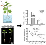 Graphical abstract: Mn3O4 nanoparticles maintain ROS homeostasis to modulate stomatal aperture to improve cotton drought tolerance
