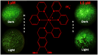 Graphical abstract: Light enhanced cytotoxicity and antitumoral effect of a ruthenium-based photosensitizer inspired from natural alkaloids