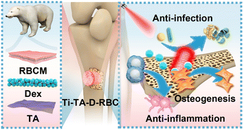 Graphical abstract: Thermal control of photothermal implants inspired by polar bear skin for the treatment of infected bone defects