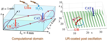 Graphical abstract: Fluid mediated communication among flexible micro-posts in chemically reactive solutions