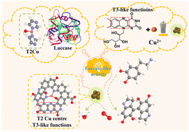 Graphical abstract: Natural laccase-guided synthesis of copper-doped carbon dots with enhanced laccase-like activity