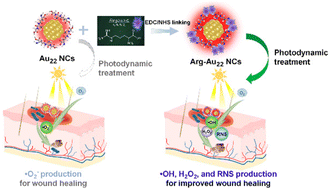 Graphical abstract: Modulating the photodynamic modality of Au22 nanoclusters through surface conjugation of arginine for promoted healing of bacteria-infected wounds