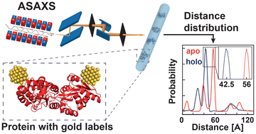 Graphical abstract: Determination of absolute intramolecular distances in proteins using anomalous X-ray scattering interferometry