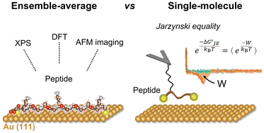 Graphical abstract: Binding mechanism of oligopeptides on solid surface: assessing the significance of single-molecule approach