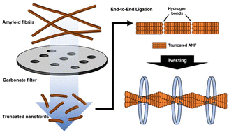 Graphical abstract: Controlled ligation and elongation of uniformly truncated amyloid nanofibrils