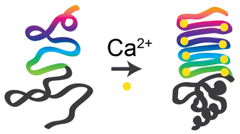 Graphical abstract: Sequence-defined structural transitions by calcium-responsive proteins