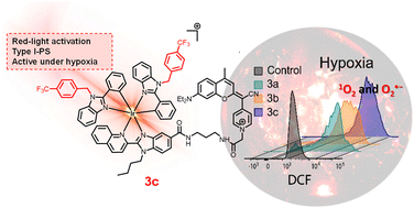 Graphical abstract: Achieving red-light anticancer photodynamic therapy under hypoxia using Ir(iii)–COUPY conjugates