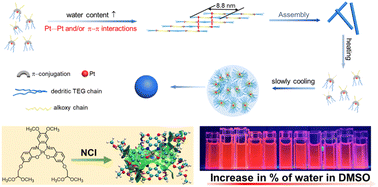 Graphical abstract: Solvation and temperature-modulated supramolecular assembly of amphiphilic water-soluble Schiff base-containing platinum(ii) complexes