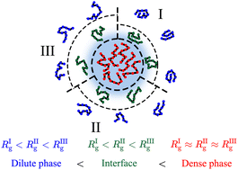 Graphical abstract: Sequence-dependent conformational transitions of disordered proteins during condensation