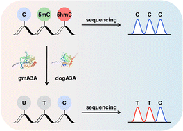 Graphical abstract: Orthologous mammalian A3A-mediated single-nucleotide resolution sequencing of DNA epigenetic modification 5-hydroxymethylcytosine