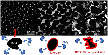 Graphical abstract: Phospholipase-catalyzed degradation drives domain morphology and rheology transitions in model lung surfactant monolayers