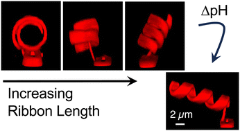 Graphical abstract: Controlling the roll-to-helix transformation in electron-beam-patterned gel-based micro-ribbons