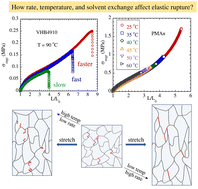 Graphical abstract: How do stretch rate, temperature, and solvent exchange affect elastic network rupture?