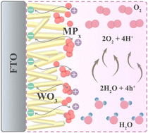 Graphical abstract: Integrating transition metal phosphide catalysts on WO3 photoanodes enabling robust photoelectrocatalytic water oxidation