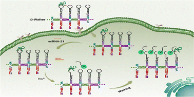 Graphical abstract: A DNA nanowire based-DNAzyme walker for amplified imaging of microRNA in tumor cells