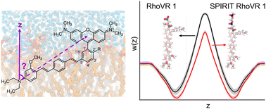 Graphical abstract: Probing the orientation and membrane permeation of rhodamine voltage reporters through molecular simulations and free energy calculations