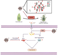 Graphical abstract: Atomically dispersed copper(i) on tungstosilicic acid for catalytic protection against cisplatin-induced hearing loss