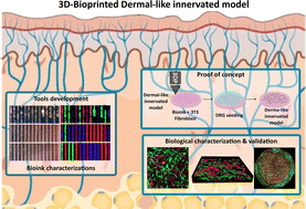 Graphical abstract: A 3D-bioprinted dermal-like scaffold incorporating fibroblasts and DRG neurons to investigate peripheral nerve regeneration
