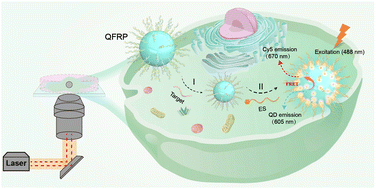 Graphical abstract: A target-triggered self-assembly QFRP strategy for in situ single molecule imaging of intracellular mRNAs