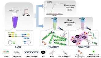 Graphical abstract: A fluorescence and colorimetric dual-mode LAMP method for detection of Vibrio parahaemolyticus
